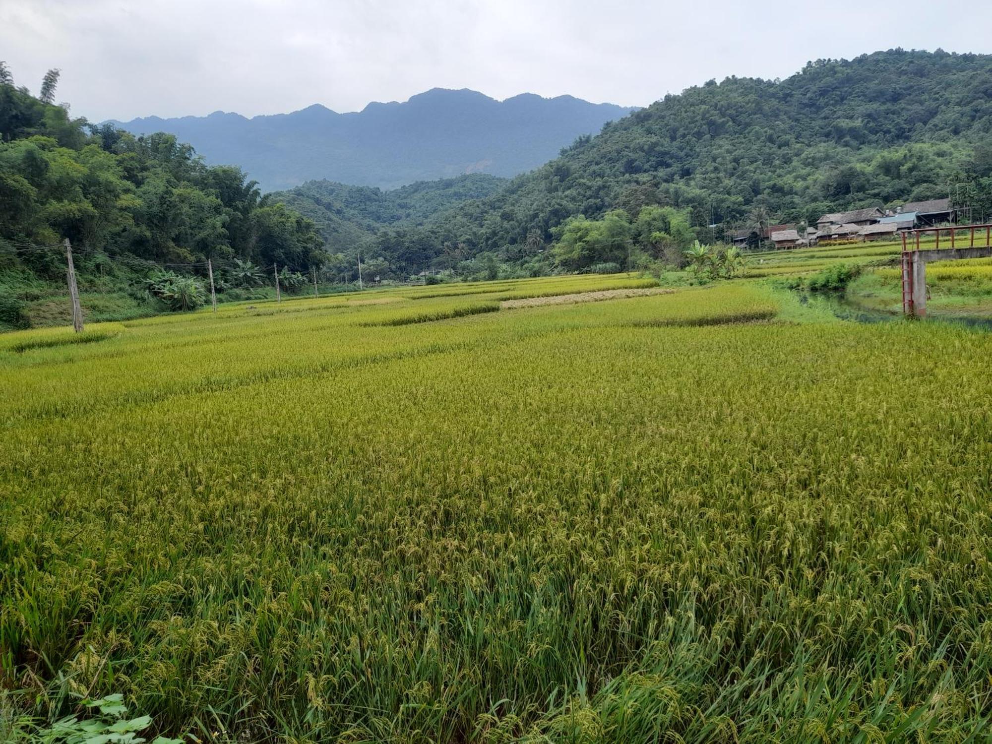 Thao Ly Mai Chau Homestay *