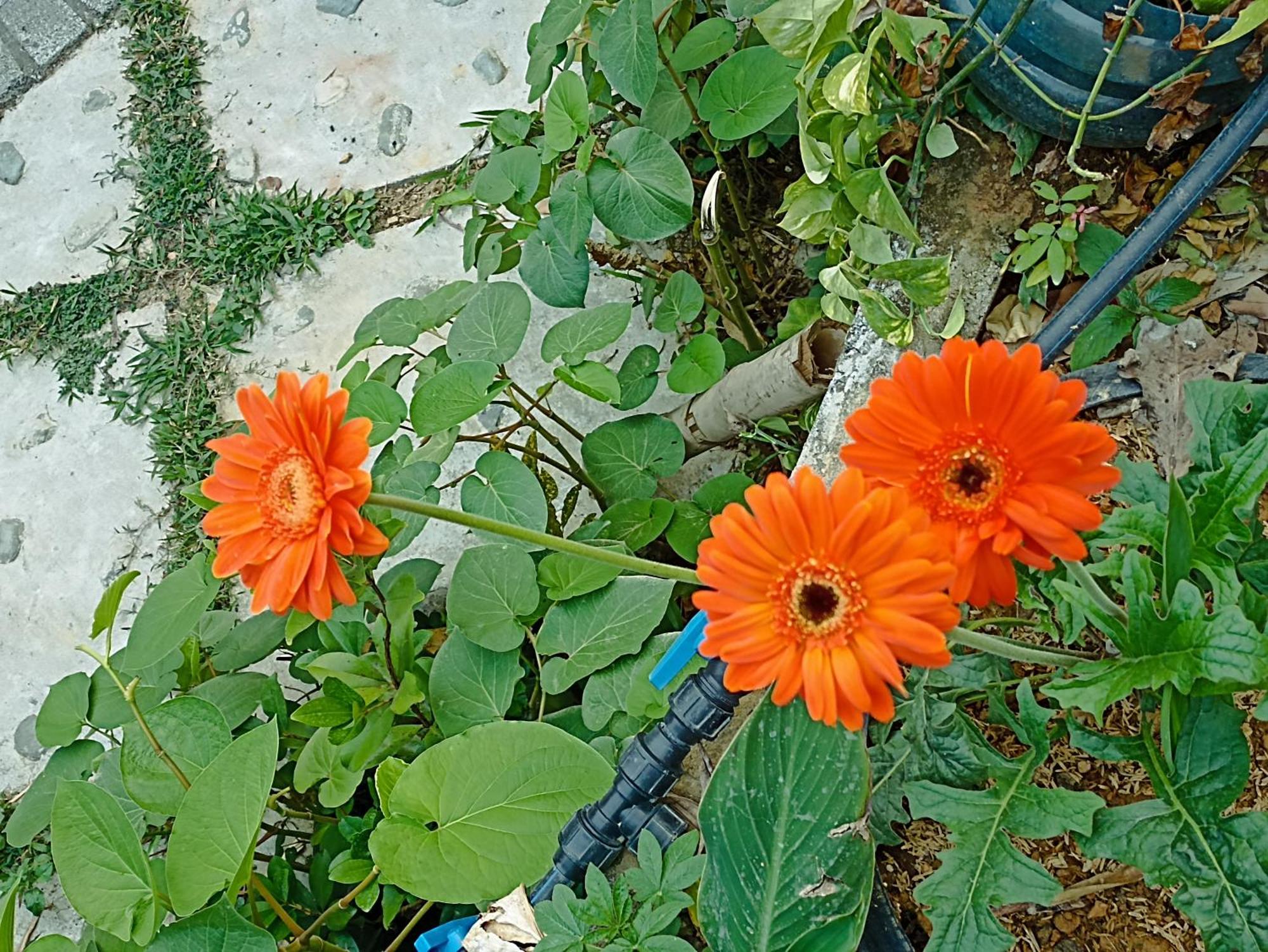 Homestay Thao Ly Mai Chau Hoa Binh